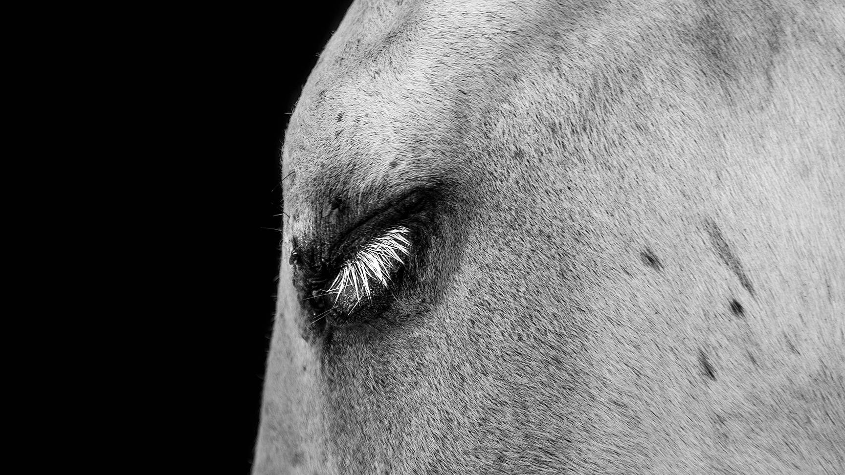 Auge Pferd