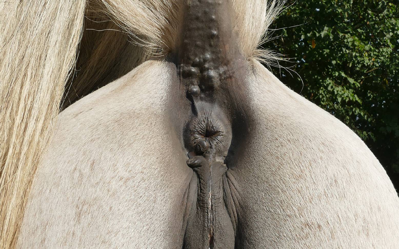Schimmel mit Melanomen