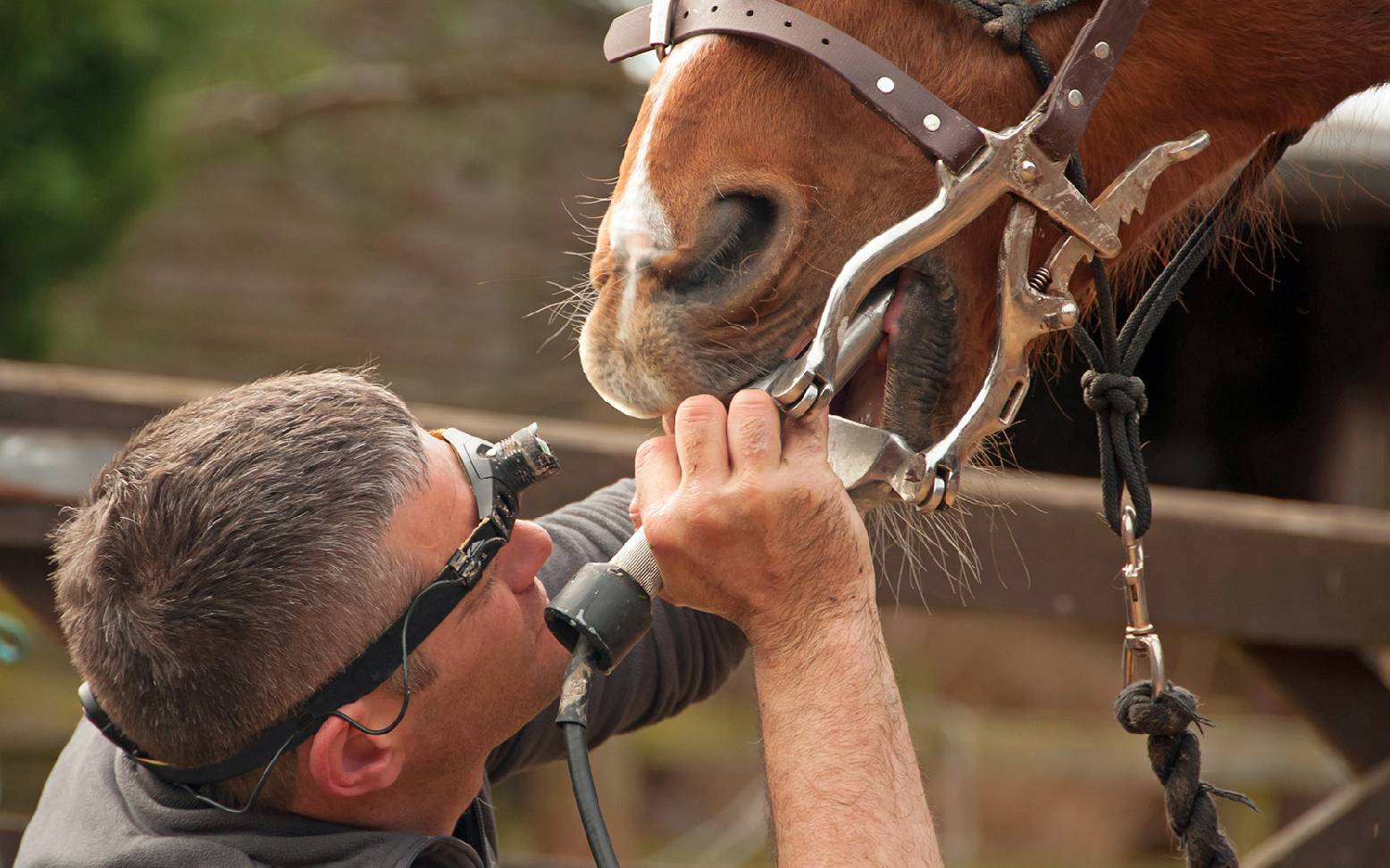 Equine dentist