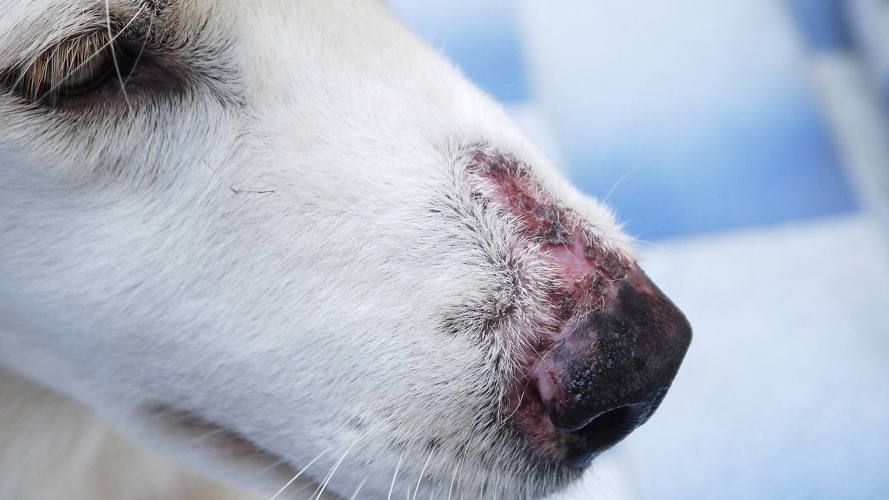 Dog with a skin lesion on its nose