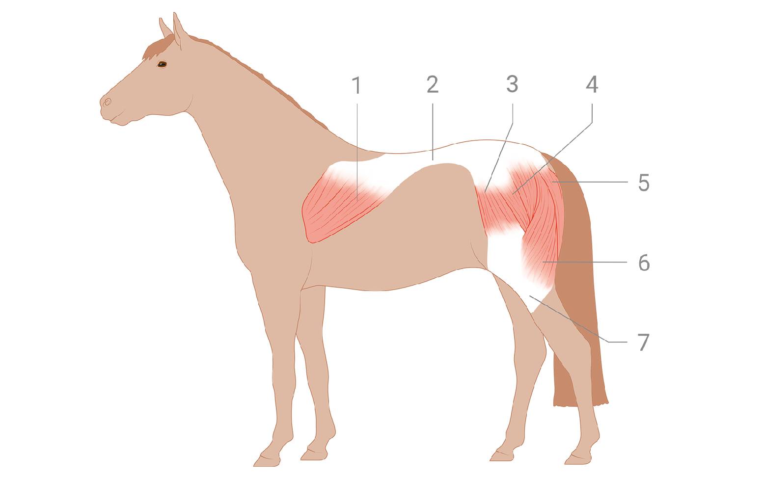 Diagram of a Horse's Muscles: Back, Croup, Thighs 