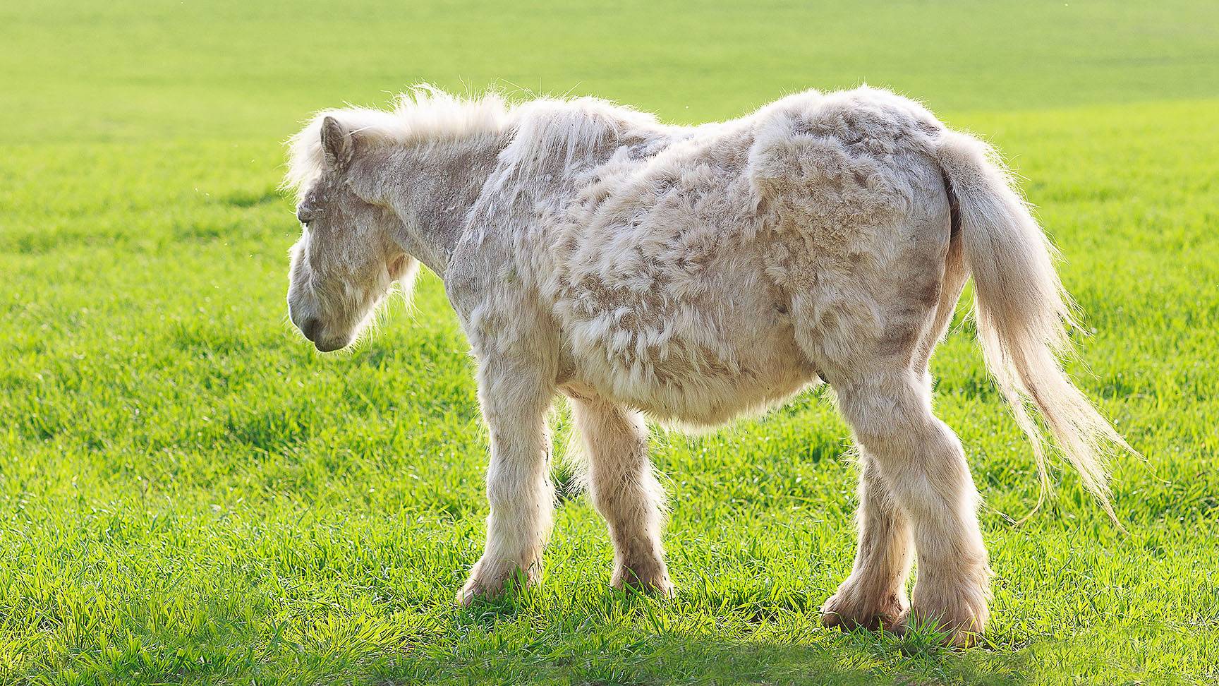 Pony with Cushing coat