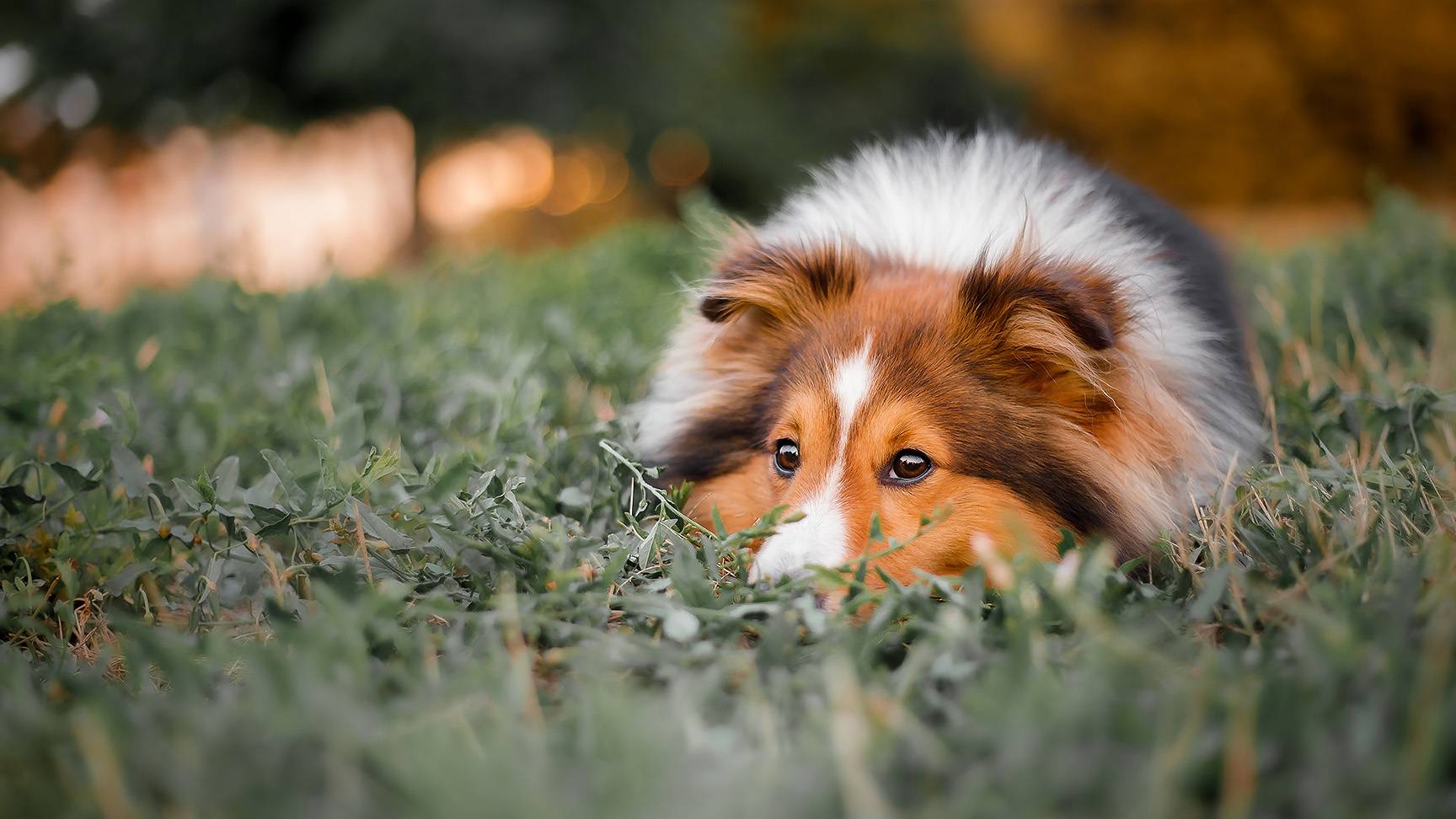 Collie dog