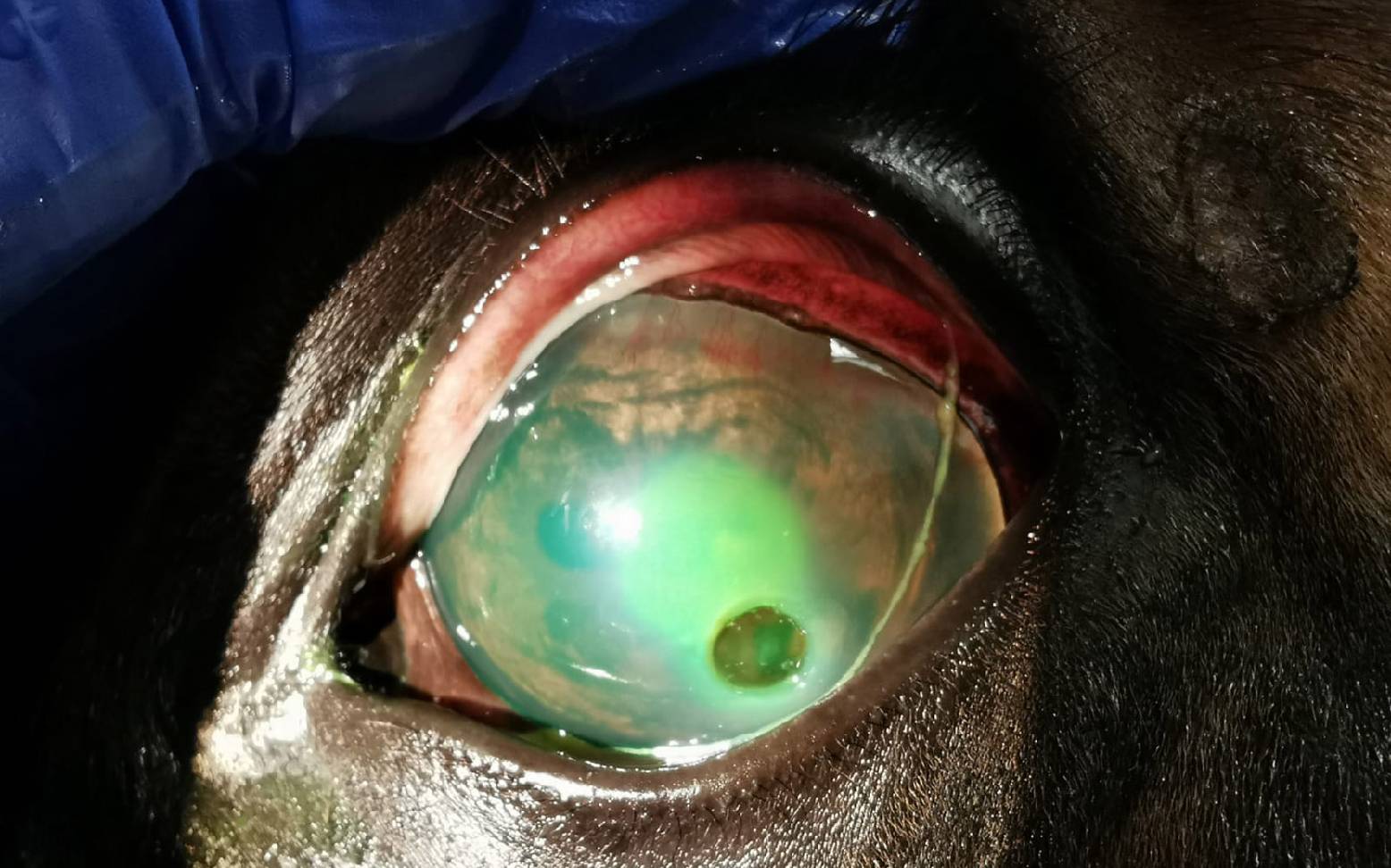 Corneal ulcer in horses