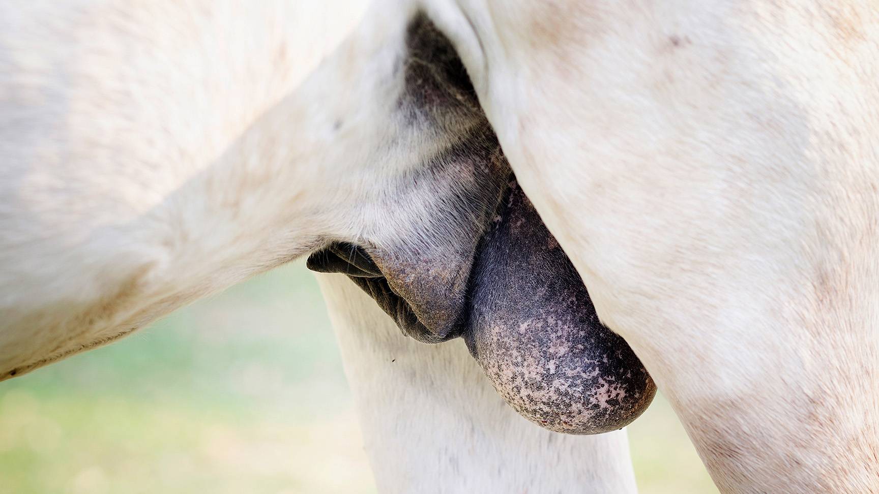 Horse with penis and testicles