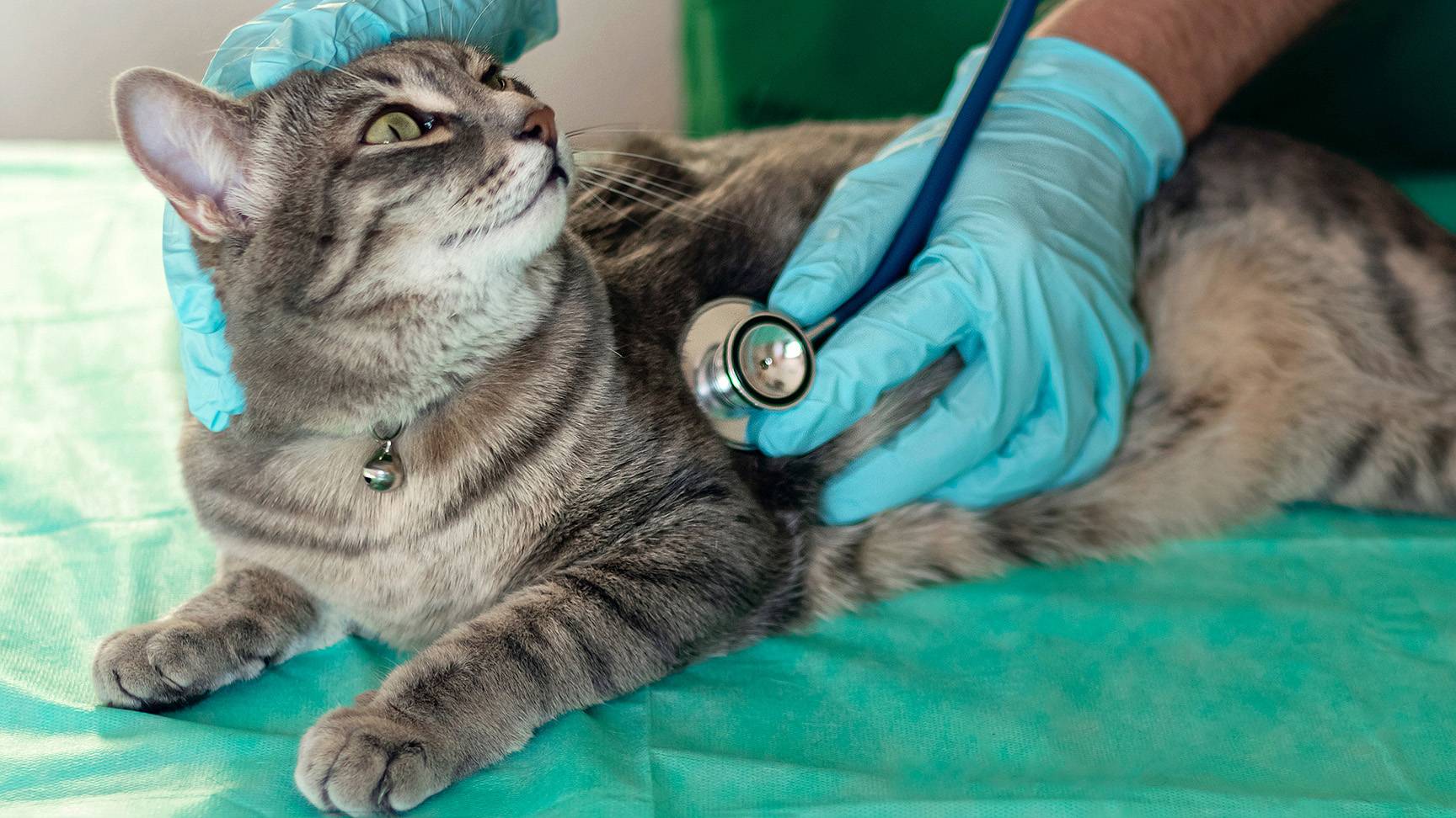 Katze wird mit Stethoskop abgehört