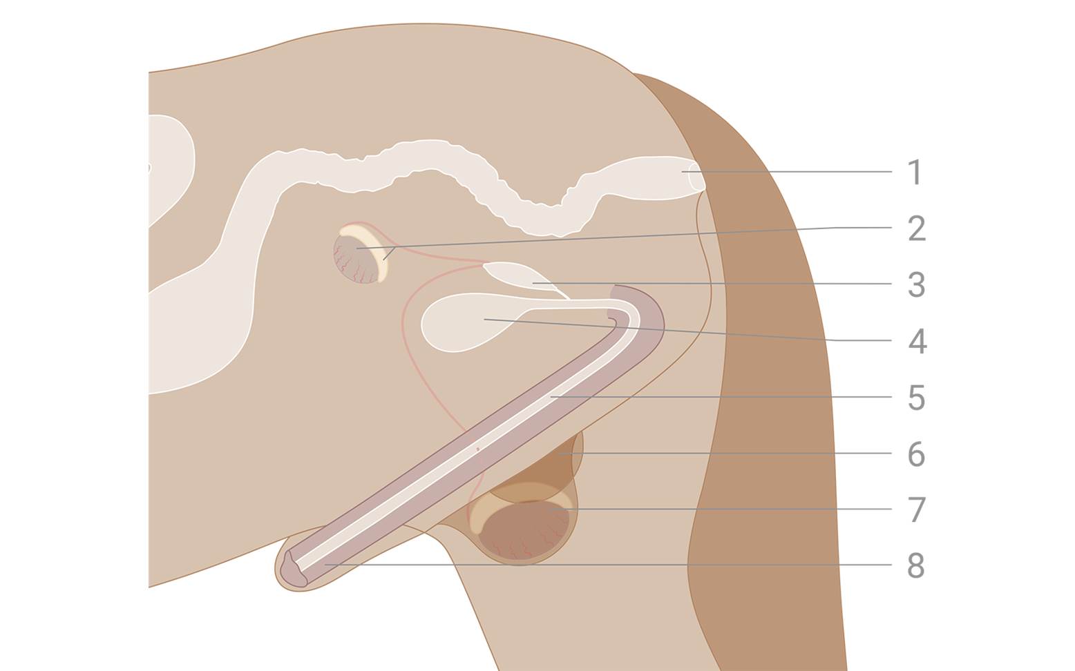 Schema abdominaler Kryptorchismus