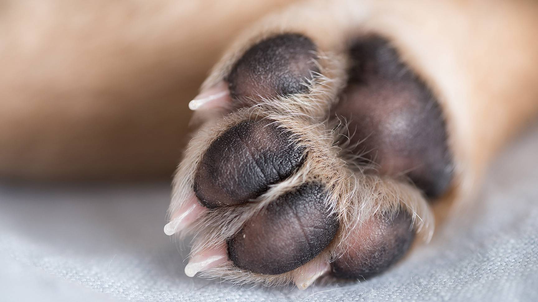Dog Paw