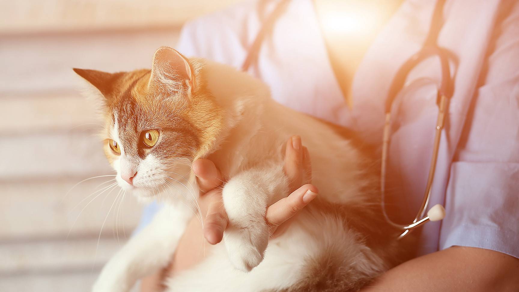 Cat vet