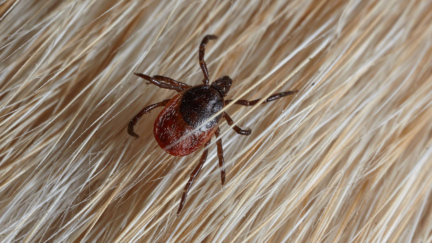 Tick on fur