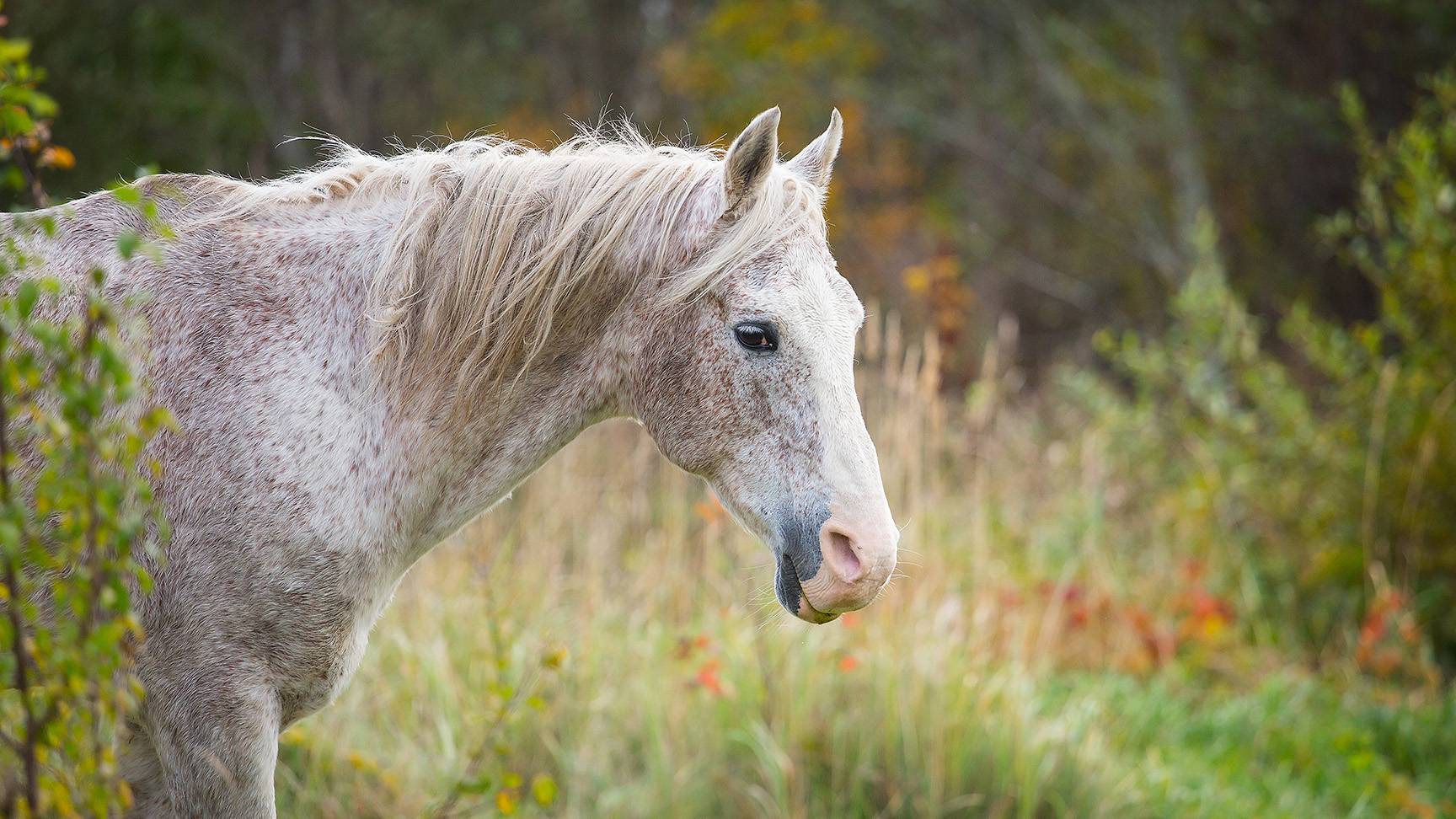 Altes Pferd
