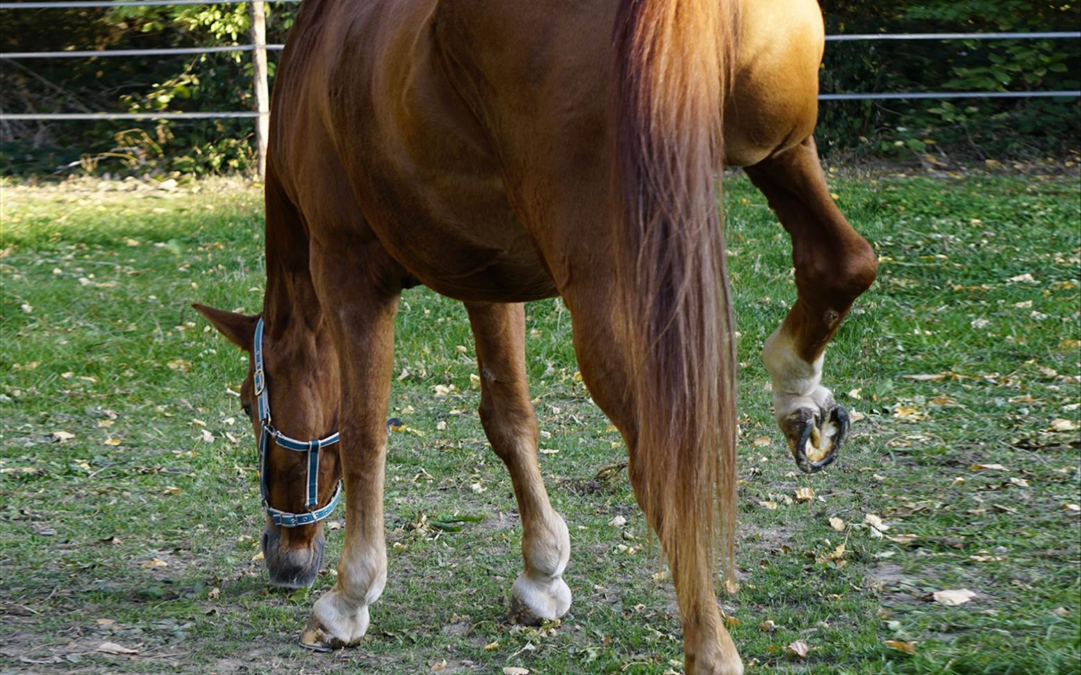 Horse with shivering
