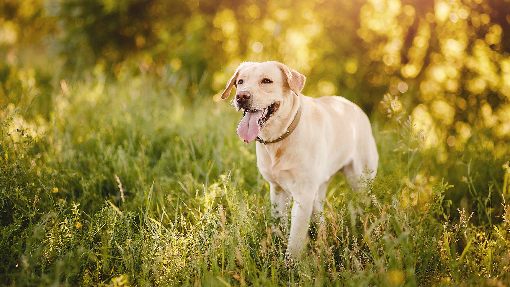 Panting dog