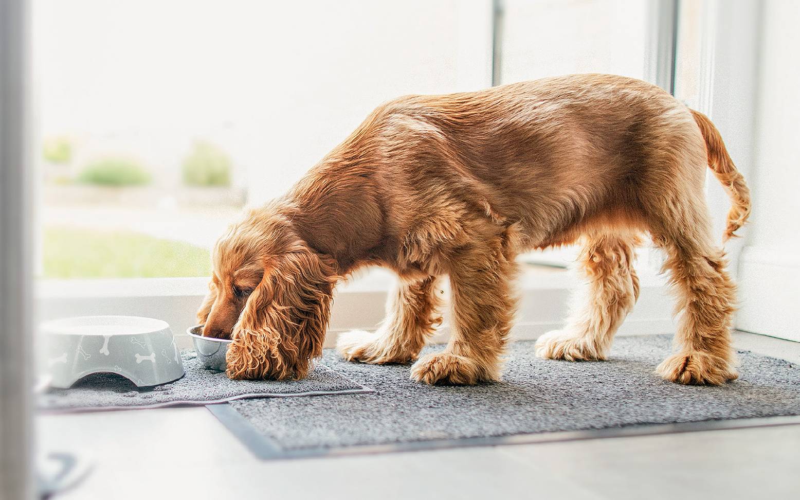 Dog eating from food bowl