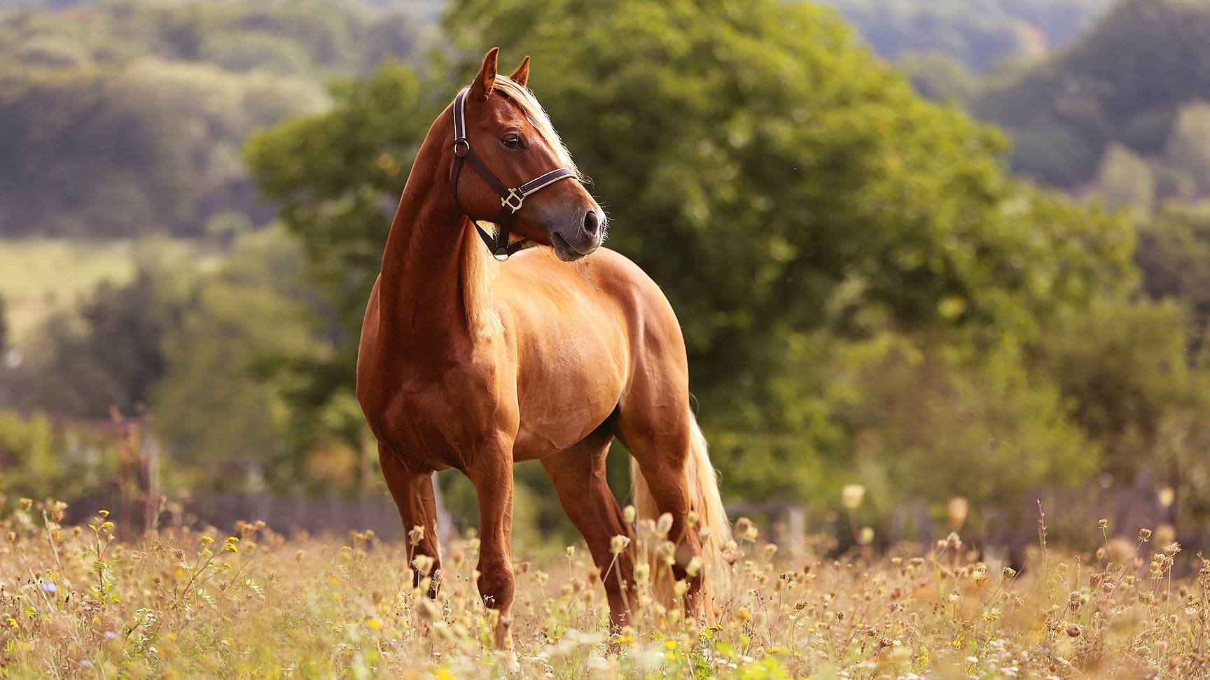 Horse in the pasture