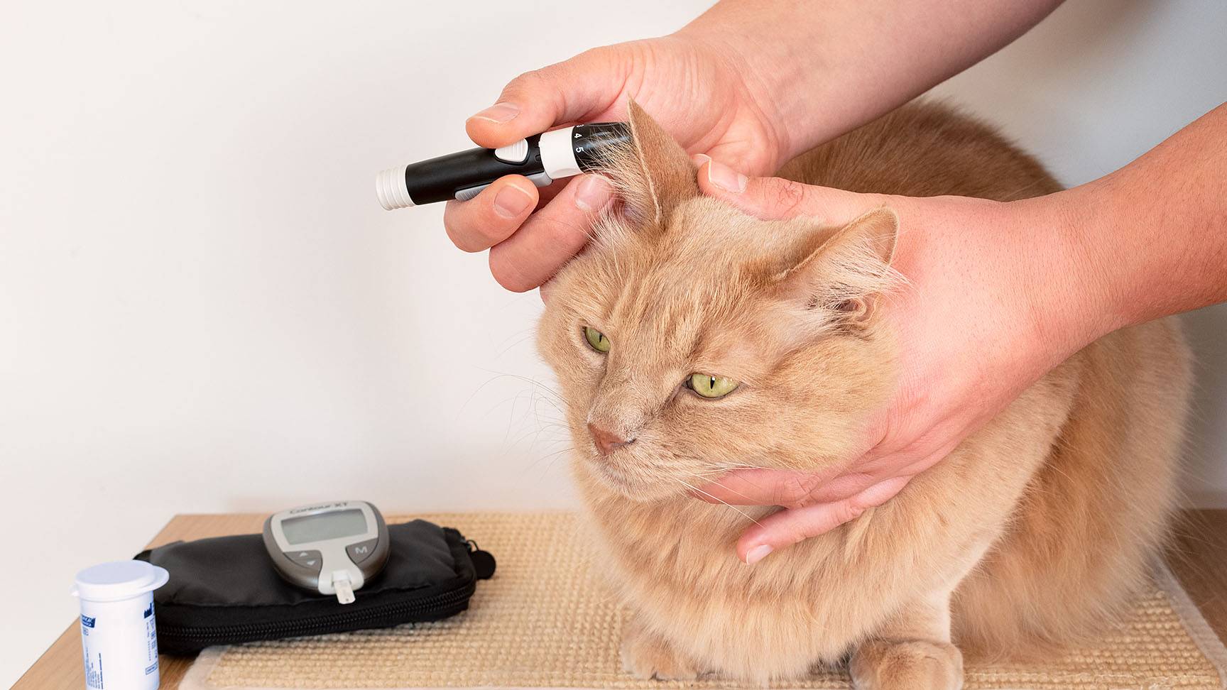 Katze mit Blutzuckertest