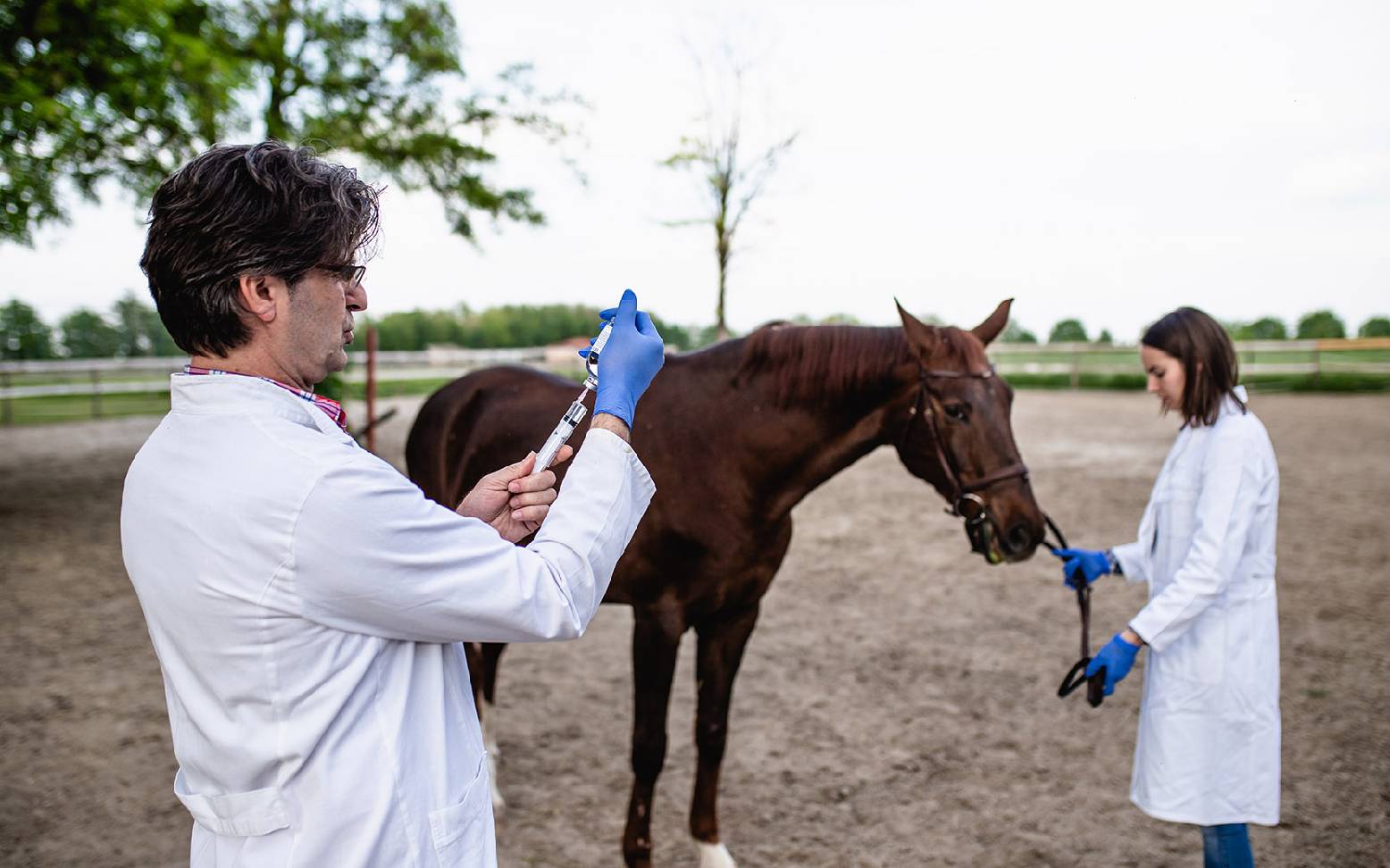 Tierarzt mit Pferd zieht Spritze auf