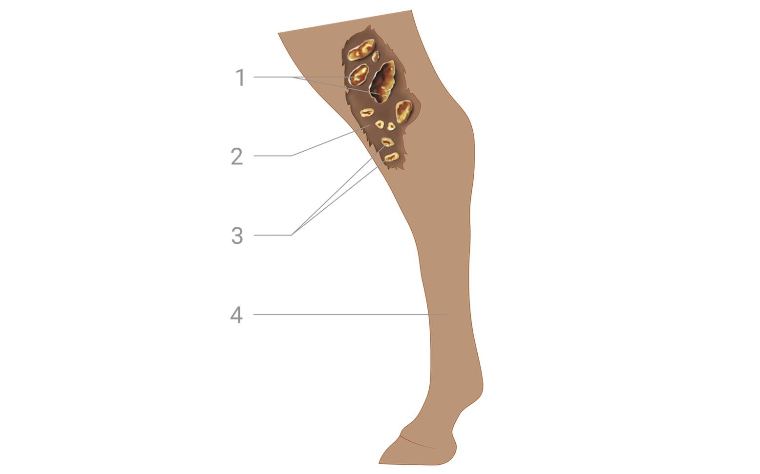 Scheme Rotz Horse Leg
