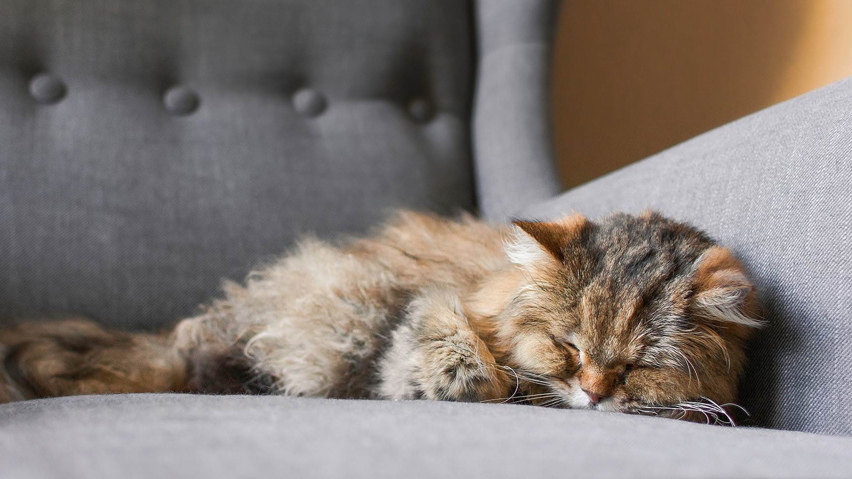 Katze auf Sofa