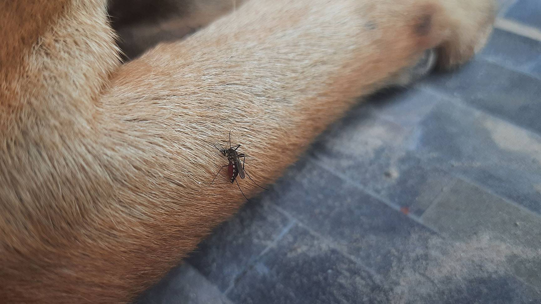 A mosquito bites a dog