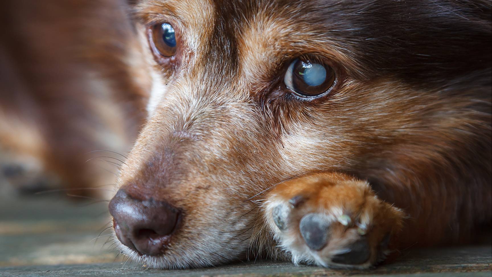 Hund mit getrübter Linse