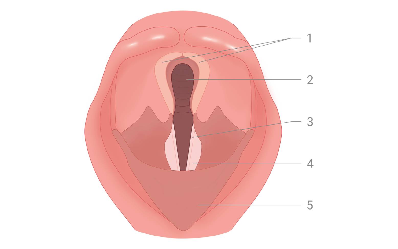 Diagram of the horse's larynx Physiological