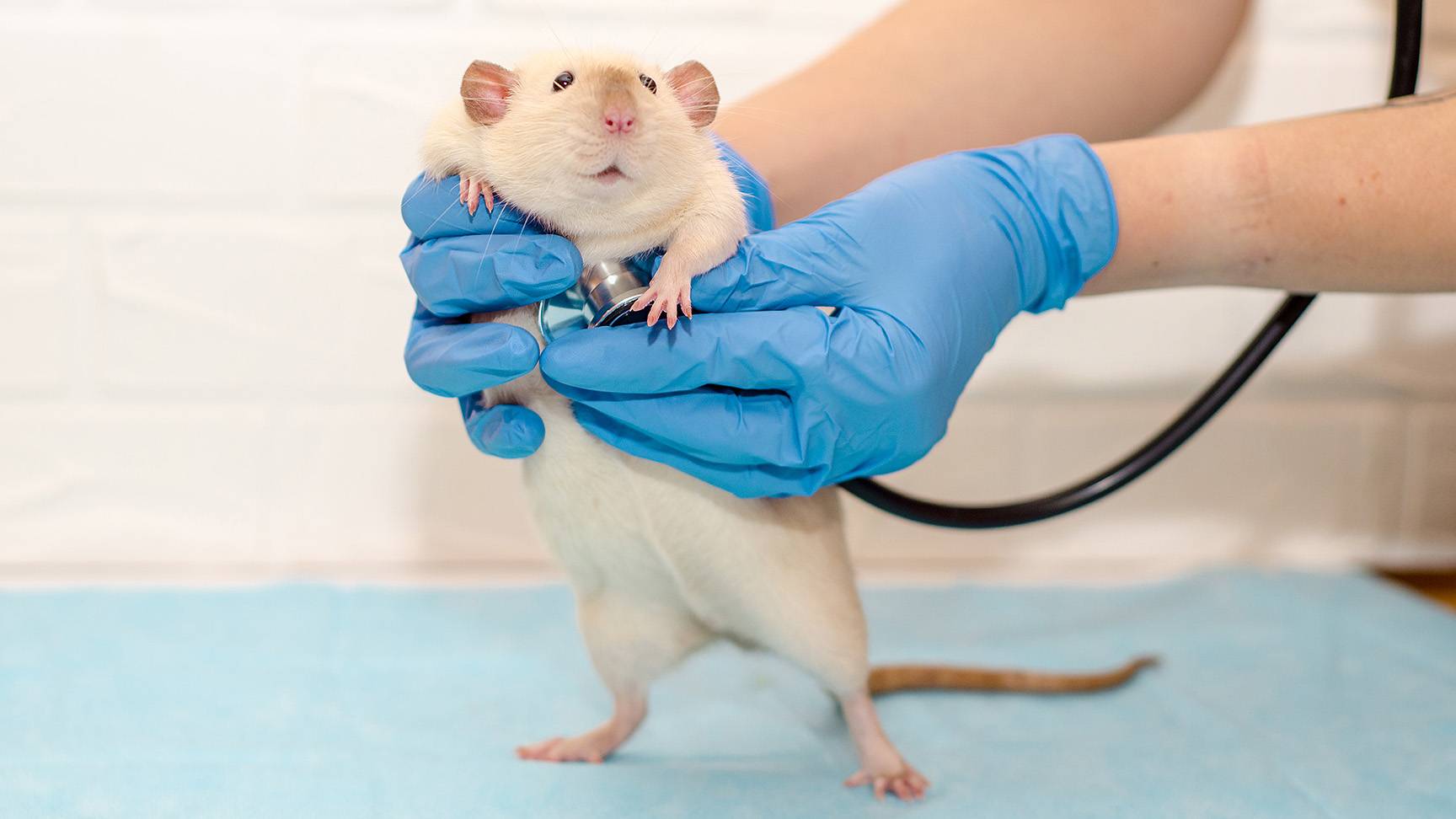 Ratte Untersuchung mit Stethoskop