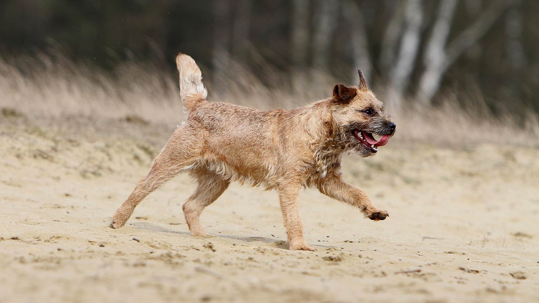 Laufender, kleiner Hund