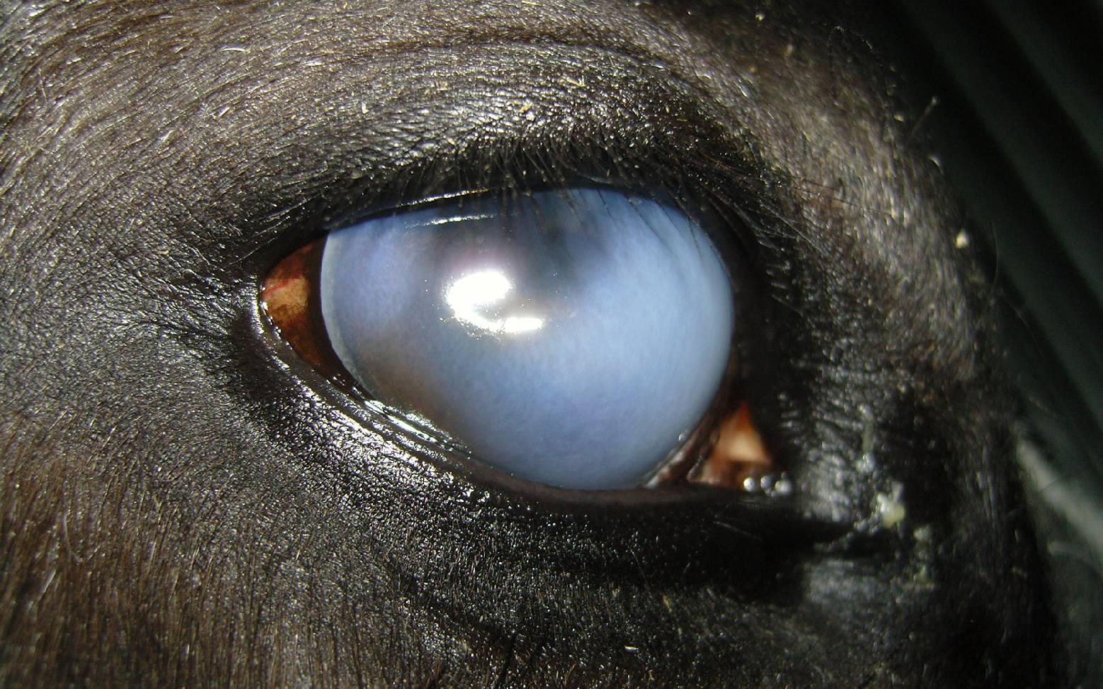 Horse with eye infection