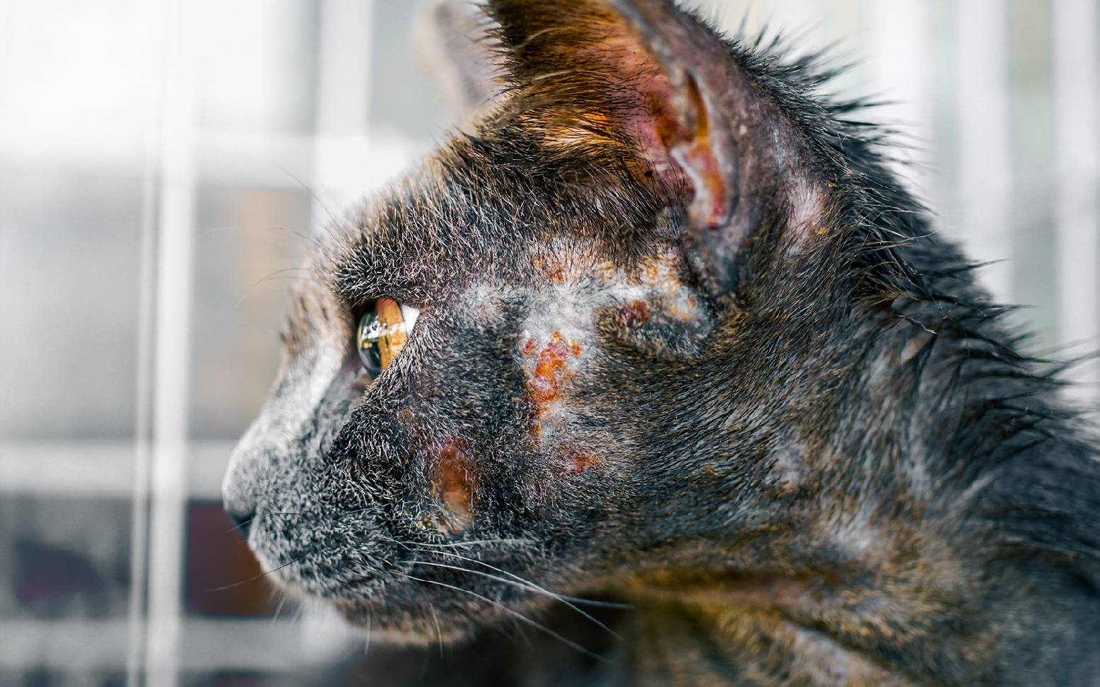Cat with skin fungus
