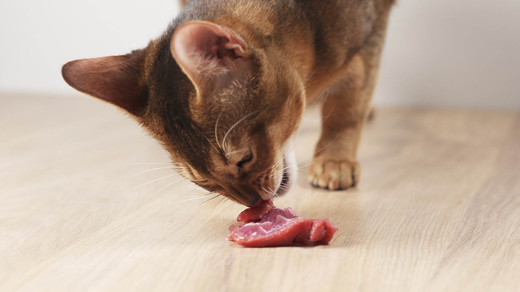 Katze mit rohem Fleisch