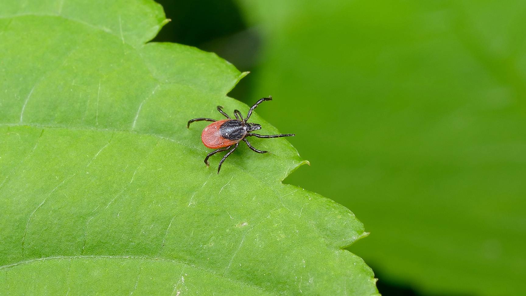 Zecke auf Blatt