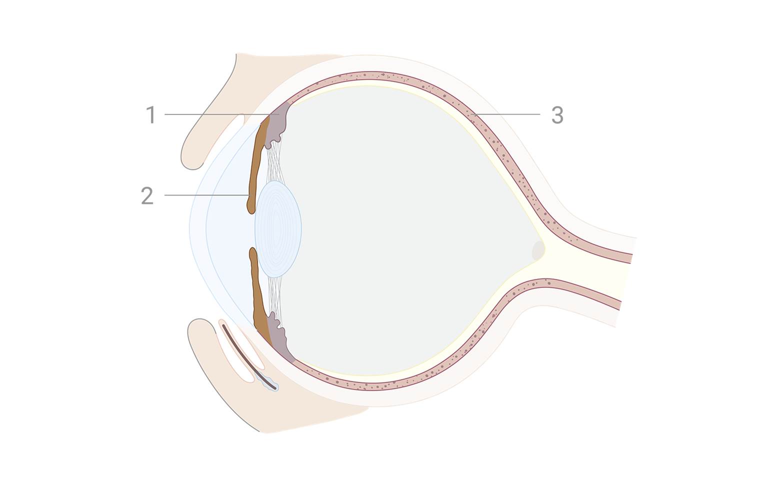 Schema Aufbau Auge