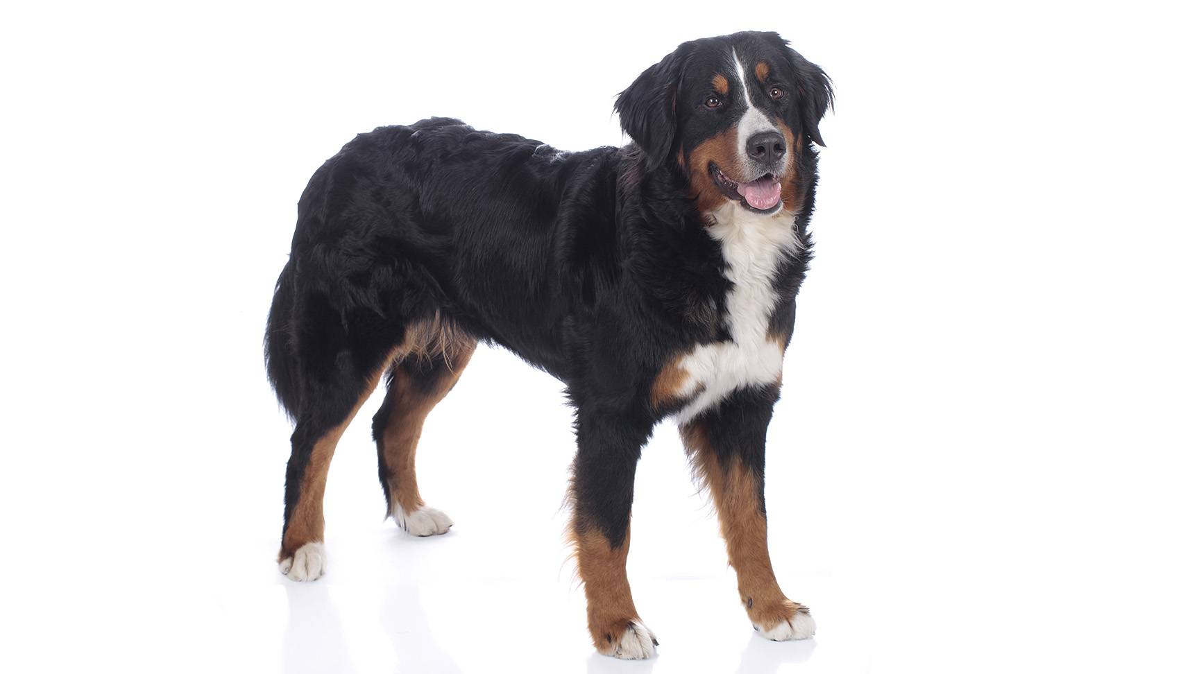 Bernese Mountain Dog
