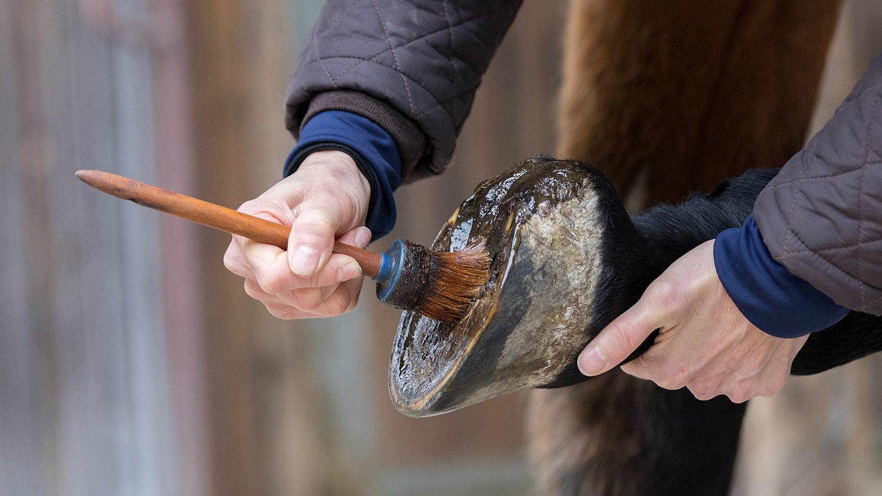 Pferdehuf mit Pinsel