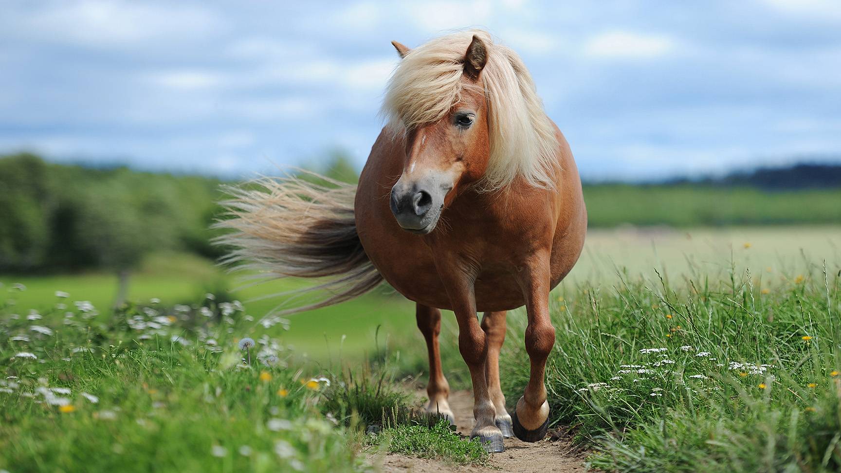 Übergewichtiges Pony