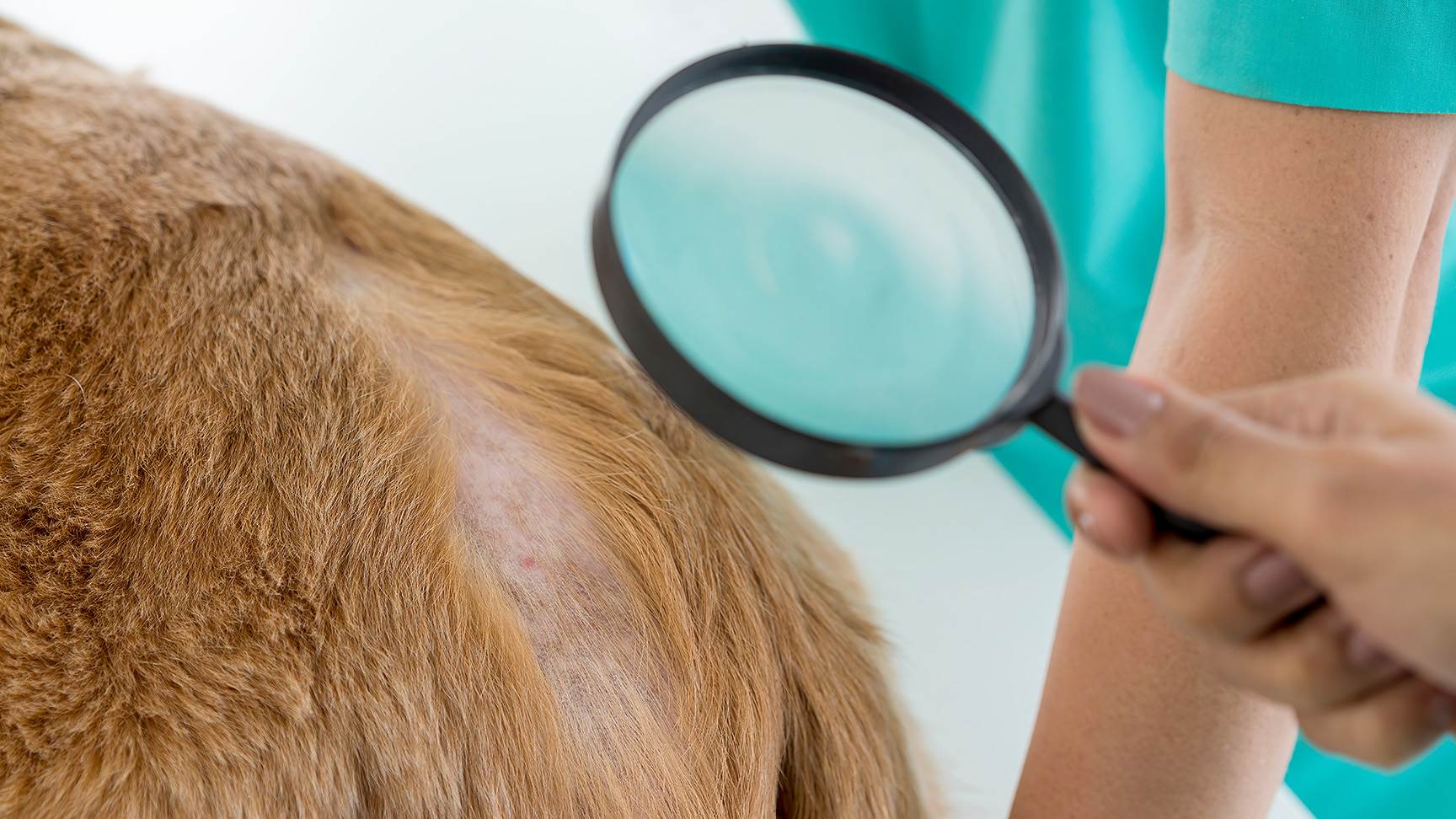Hund mit Hautproblemen
