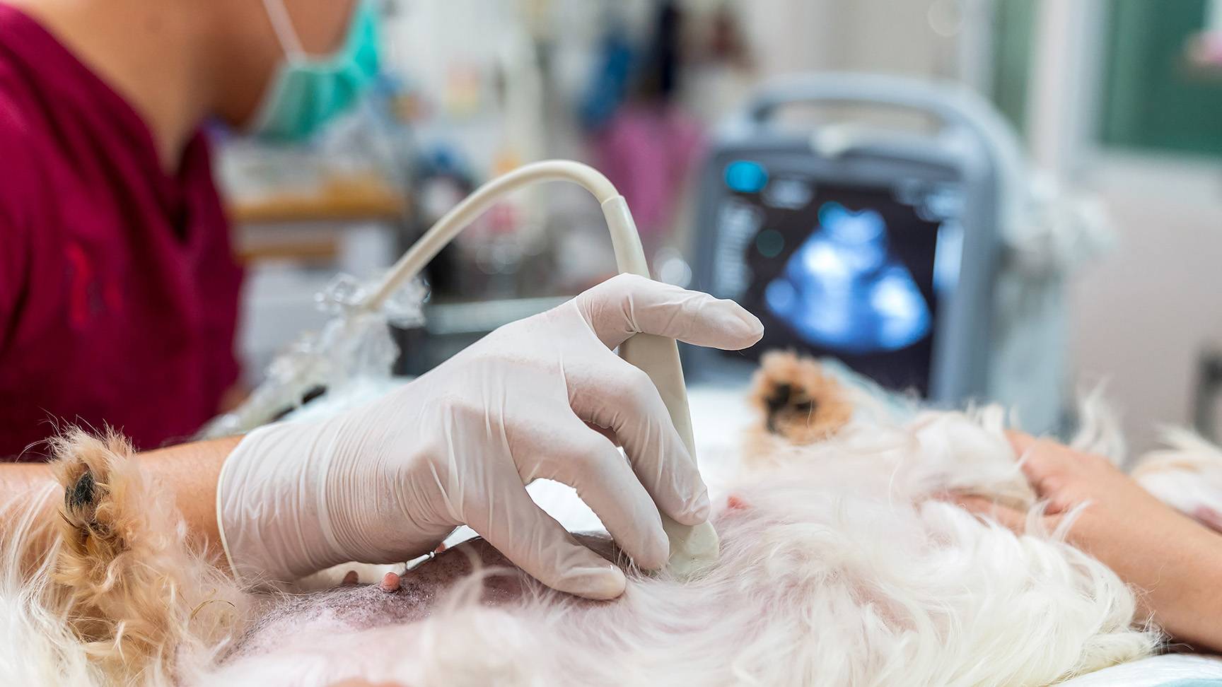 Ultrasound examination dog