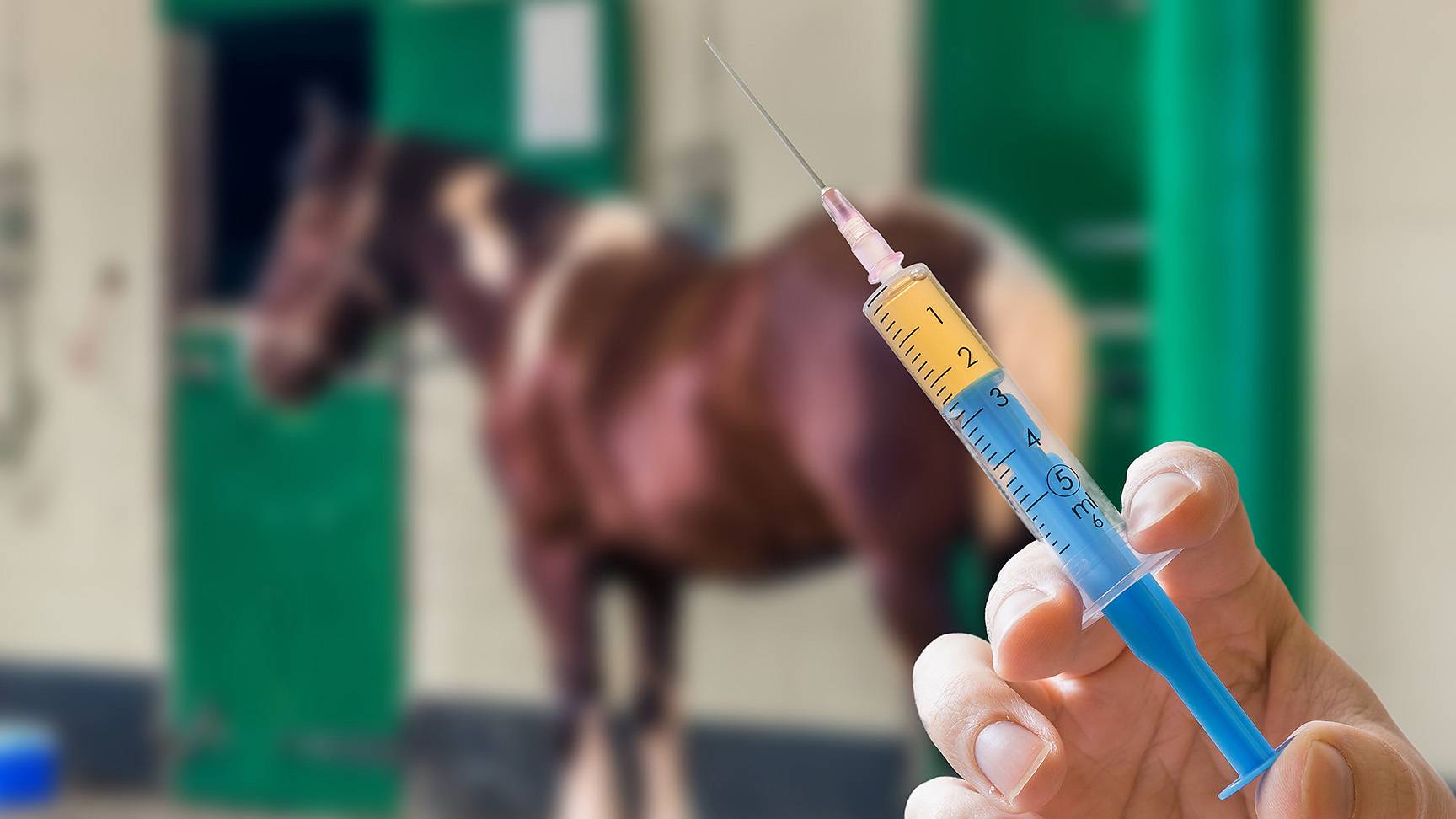 Horse with syringe