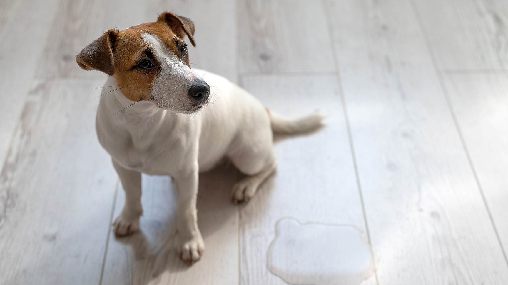 Hund neben Pfütze