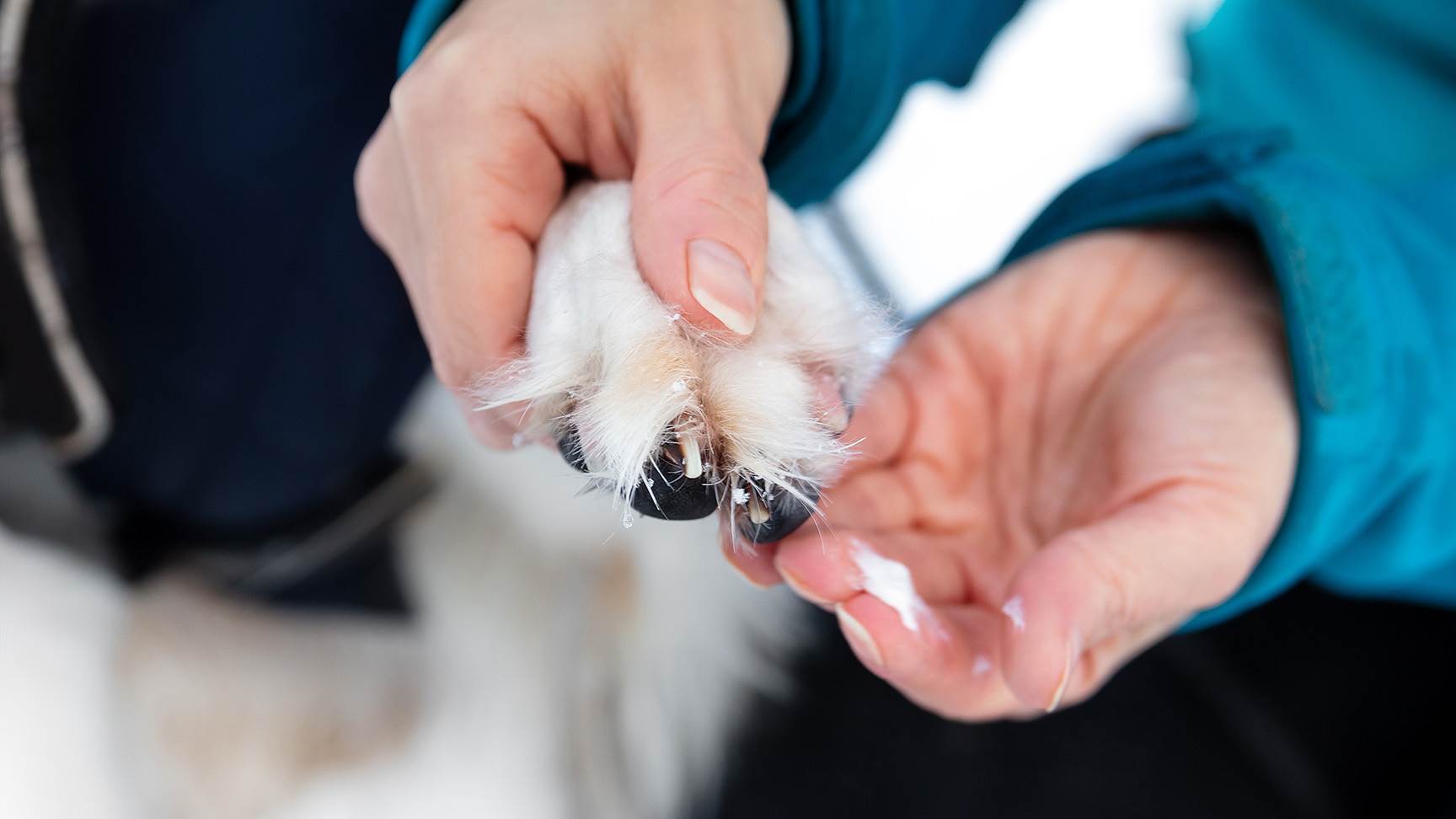 Pfote Hund Pflege