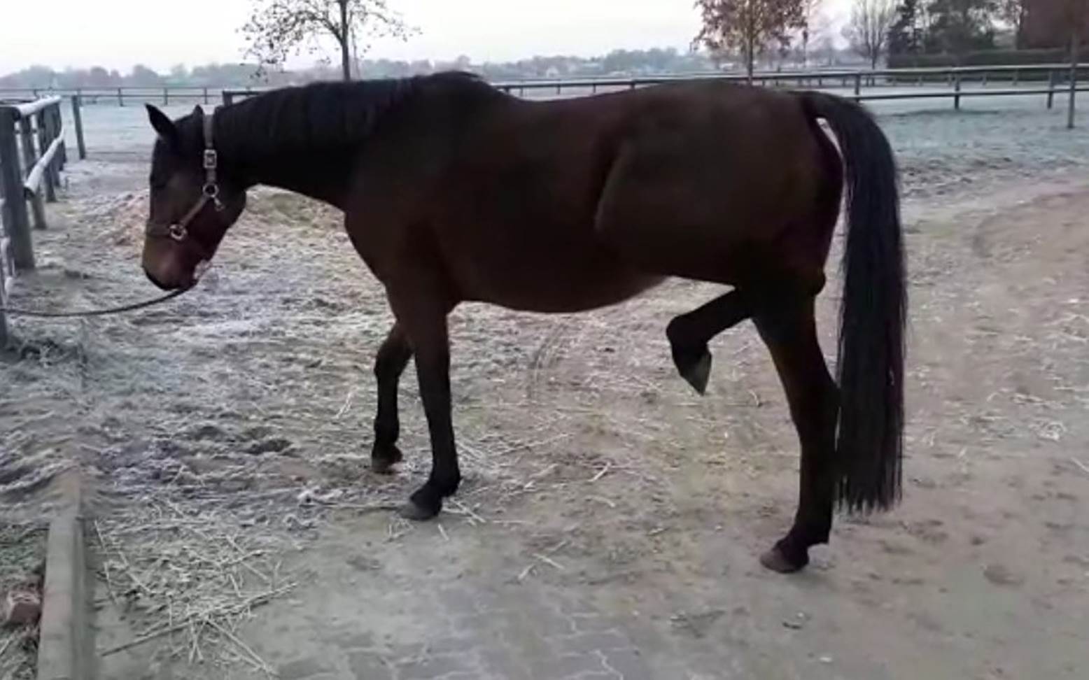 Horse with rooster's comb
