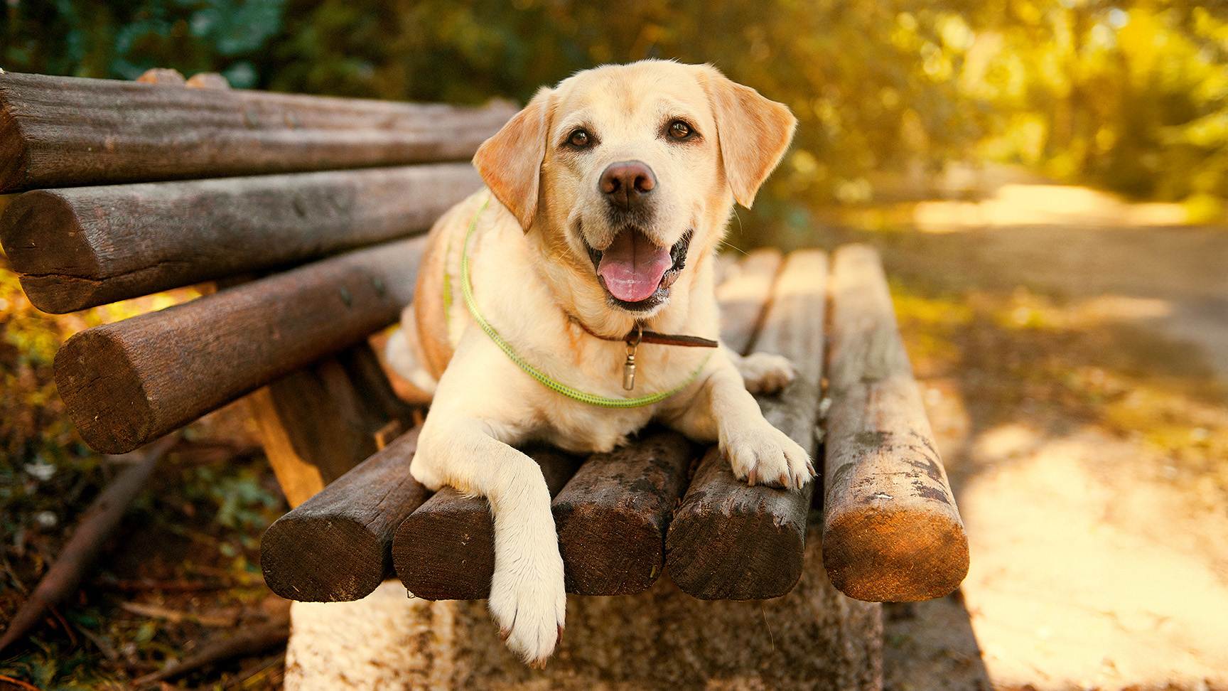 Labrador