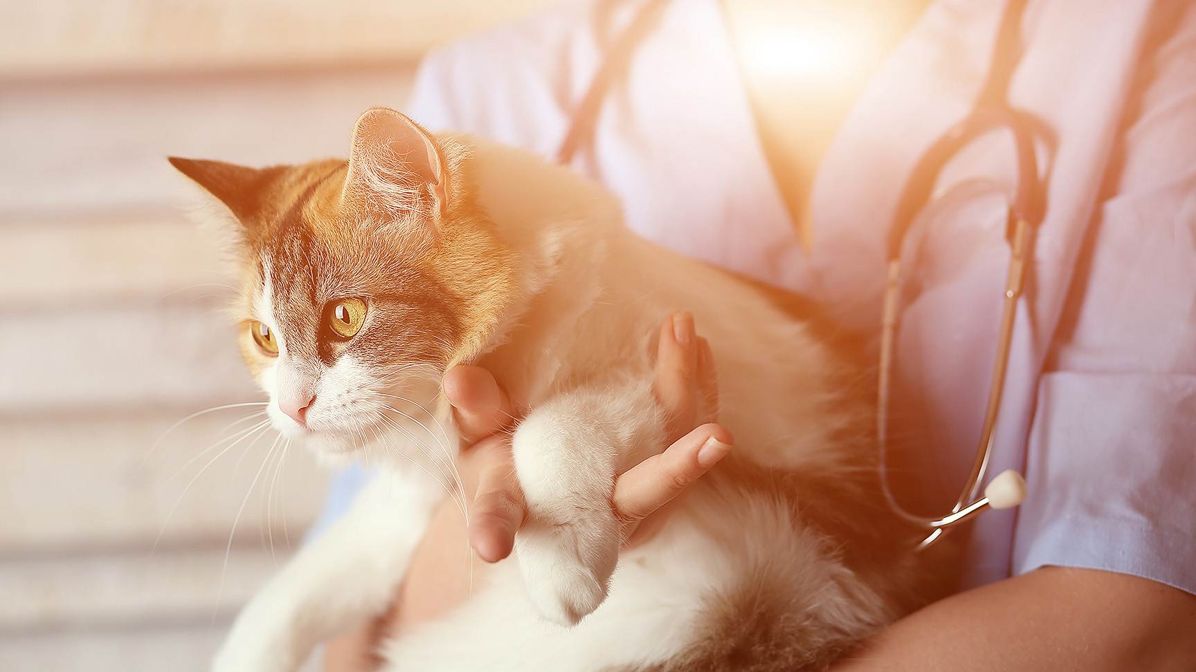 Katze Tierarzt