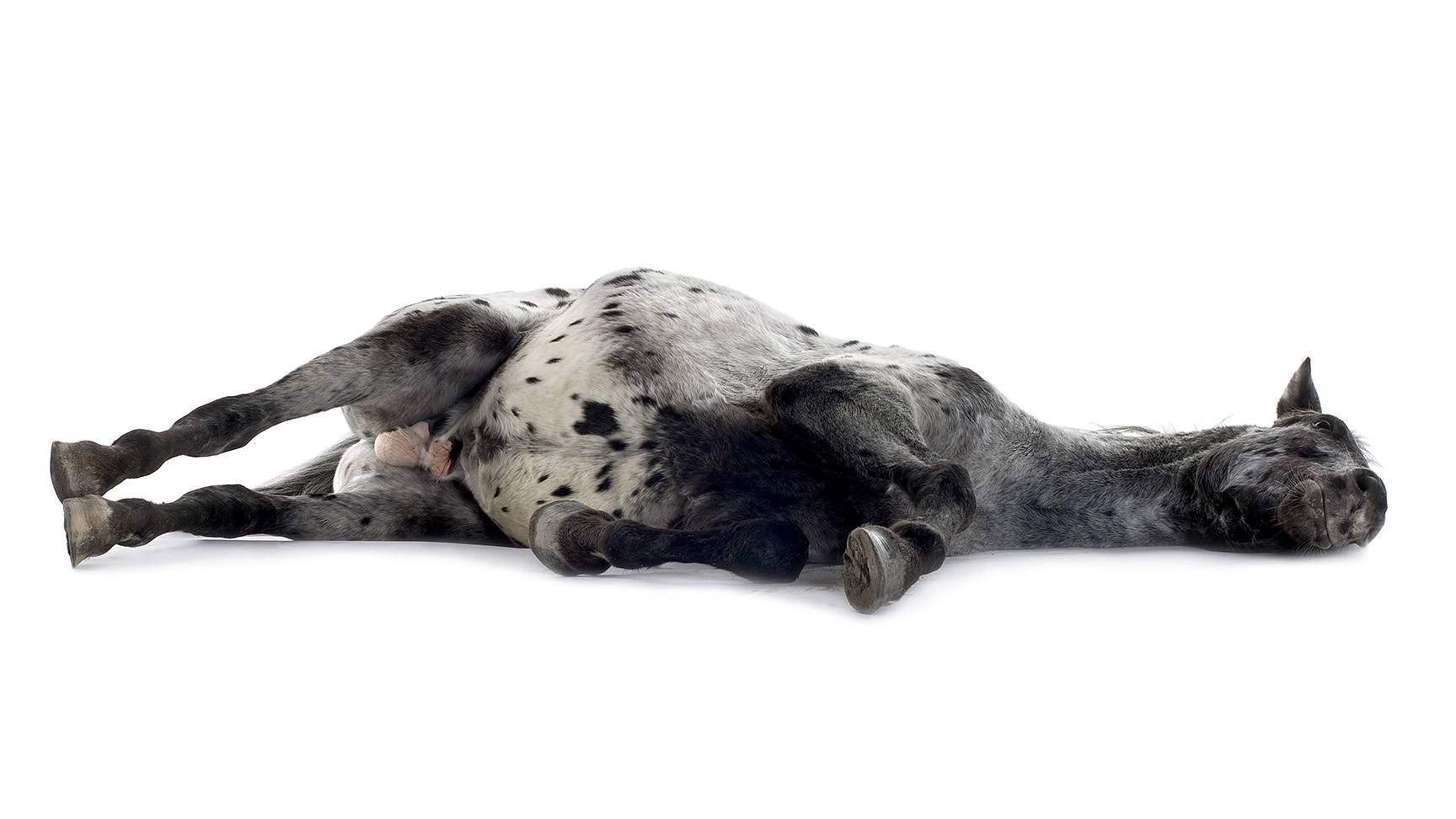 Lying horse