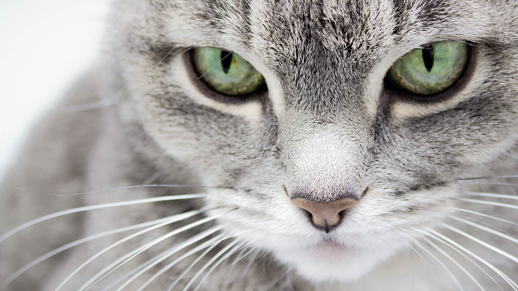 Augen einer Katze