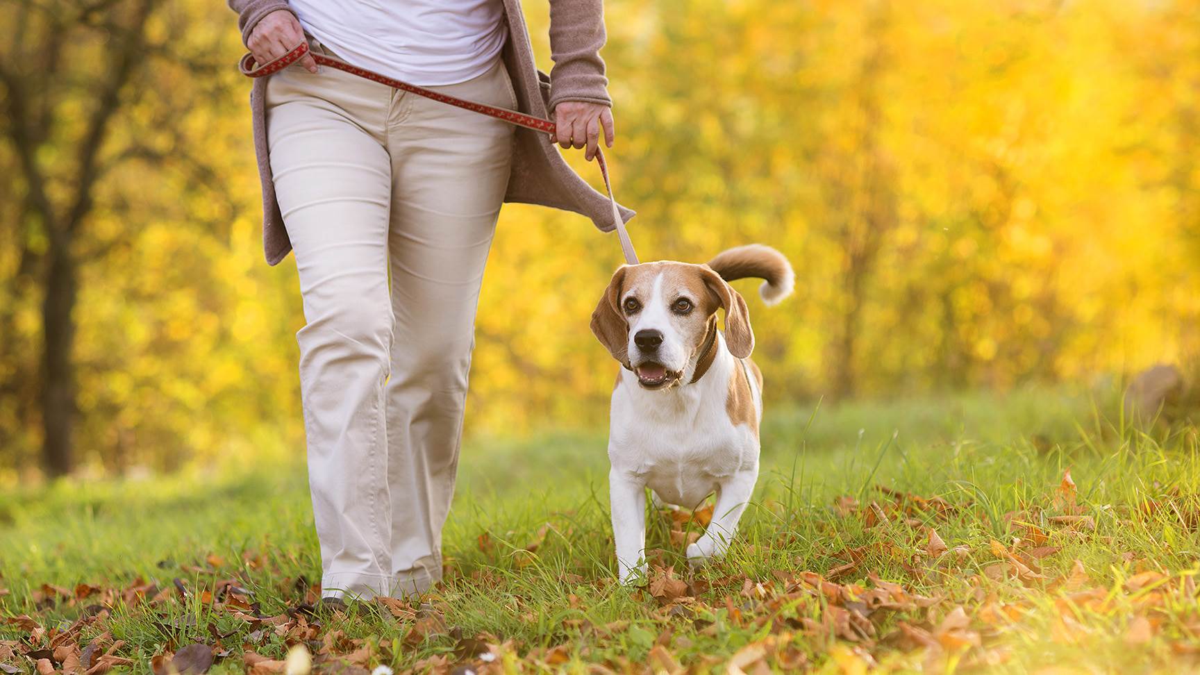 Hund beim Spaziergang
