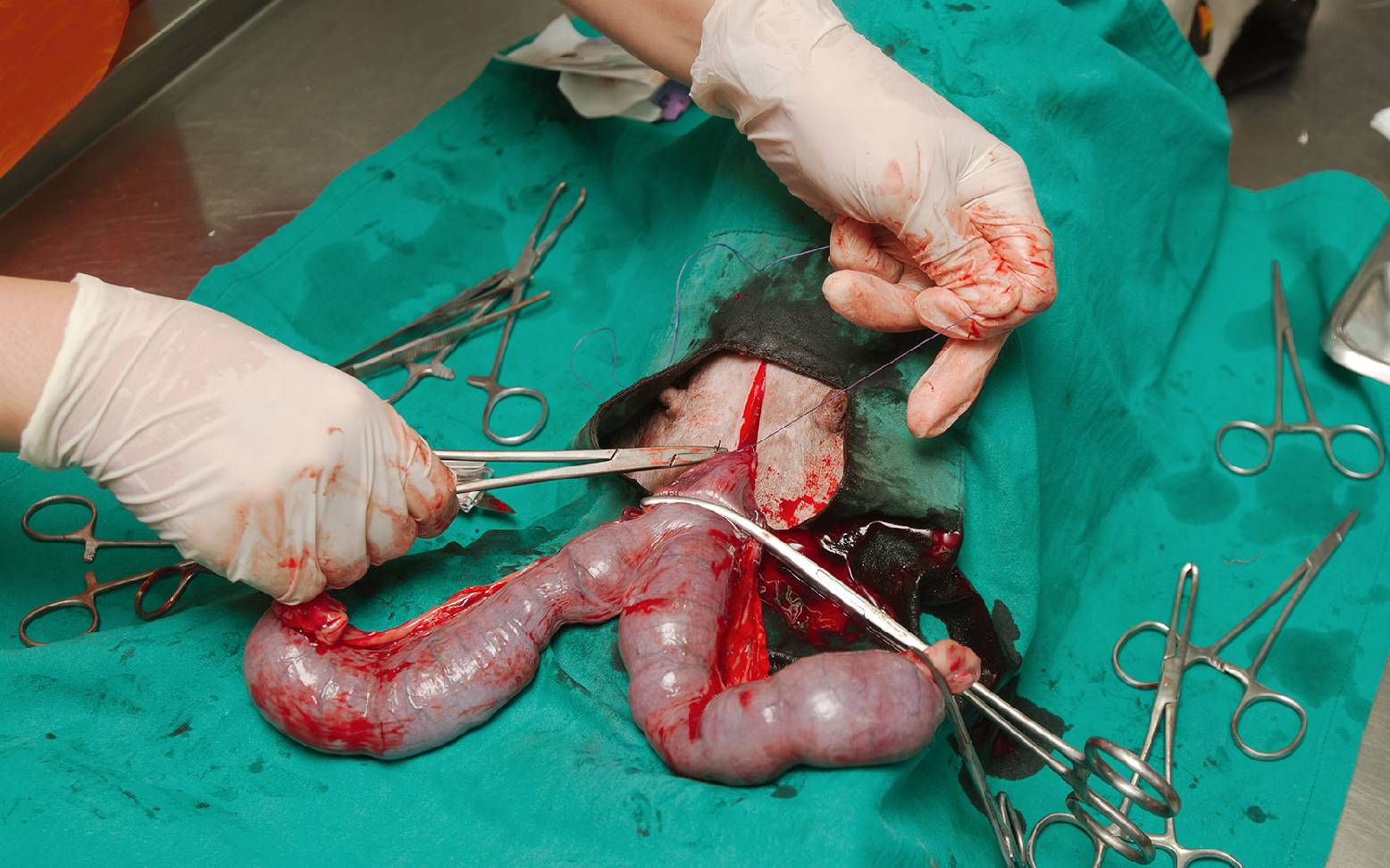 Pyometra surgery on female dog
