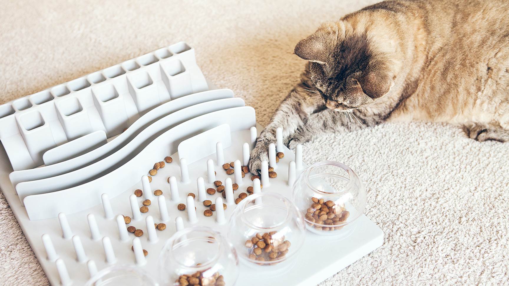 Katze Spiel Leckerlis