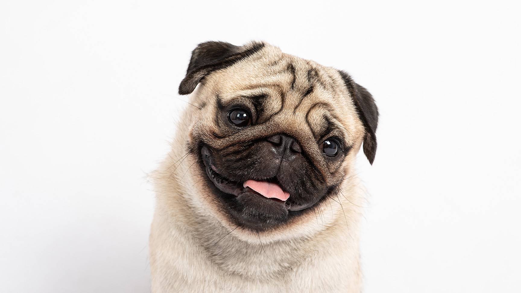 Head of a pug